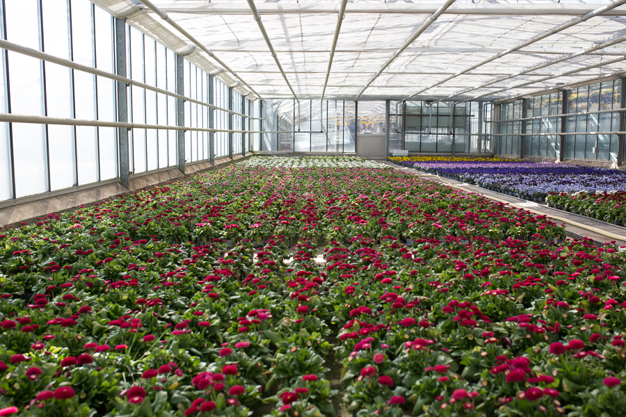 Frühlingssortiment Loest